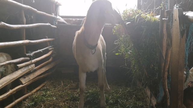 О породах коз. Почему остановилась на Нубийских козах. смотреть онлайн