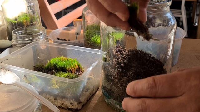 My MUSHROOM ? Terrarium