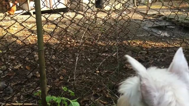 Цвергшнауцер и курица/ Miniature Schnauzer And Chicken
