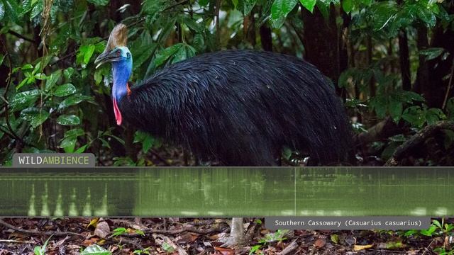 Cassowary Sound & Calls - The deep growls & rumbles of a Southern Cassowary смотреть онлайн