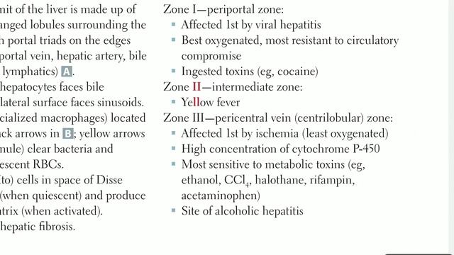 Up To Date - GIT anatomy (part 7) [liver histology] смотреть онлайн