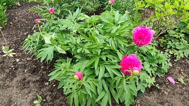 23мая-распустились первые бутоны пионов... смотреть онлайн