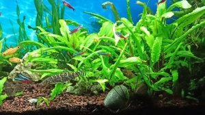 Каких рыбок можно держать в аквариуме/ Мой 100-литровый аквариум