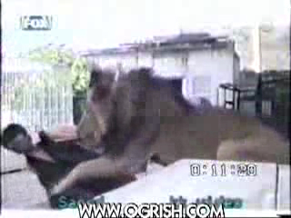 Лев оторвал руку смотреть онлайн