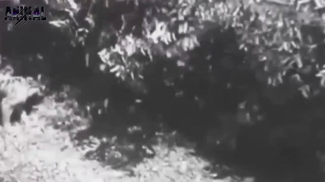 Python vs Tiger Fighting To Death | Python vs Tiger Real Fight смотреть онлайн