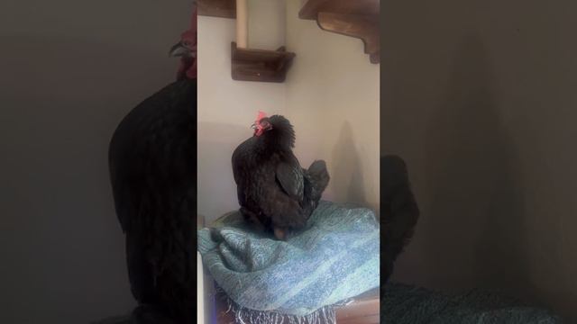 Какая умненькая курочка 🥰
Где угодно не откладывает яичко...У курочки есть свое место в доме... смотреть онлайн