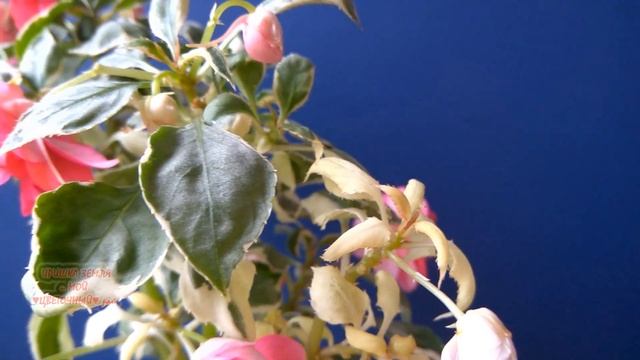 ОБЗОР БАЛЬЗАМИНА вариегатного♥ Комнатные растения смотреть онлайн