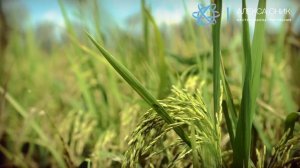 ?ТАК ТЫ ВЫЙДЕШЬ ИЗ ДЕНЕЖНОГО КРИЗИСА. Медитация 21 дня.