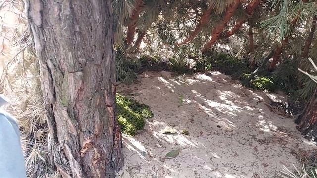Утро в сосновом бору смотреть онлайн