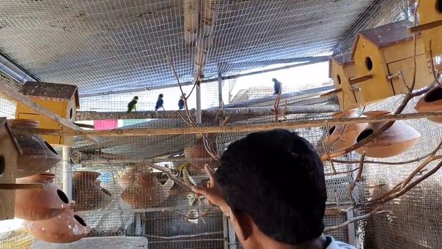 African Grey Parrot & Cockatiels Breeding Progress / Best Talking Bird In The World. смотреть онлайн