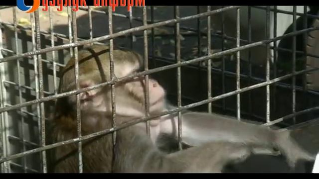 В Бузулуке обезьяна испугала журналистов! смотреть онлайн