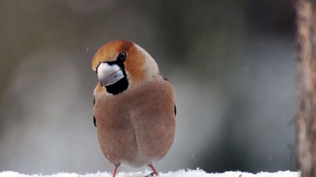 Костогриз звичайний [Coccothraustes] - рідкісні співи птахів! смотреть онлайн