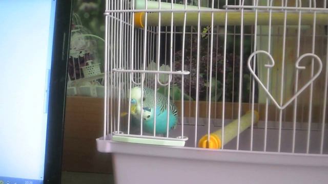 Преимущества и недостатки попугая. Стоит заводить попугая?