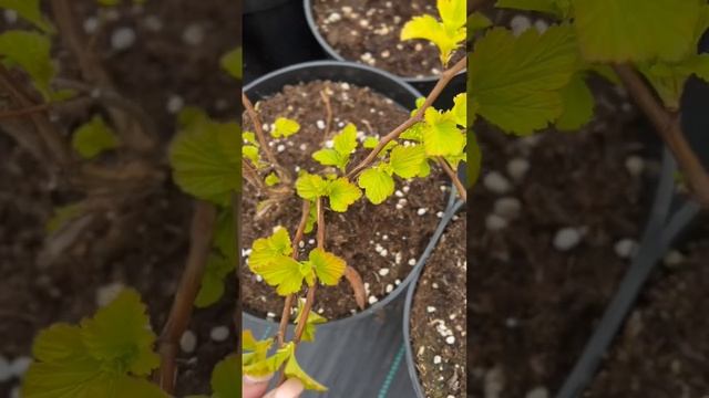 Пузыреплодник Luteus #ландшафтныйдизайн #питомникрастений #garden #пузыреплодник #luteus смотреть онлайн