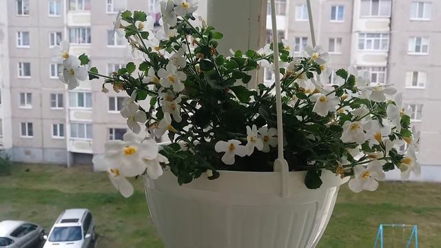 Мои цветочки👋🍒👀 смотреть онлайн