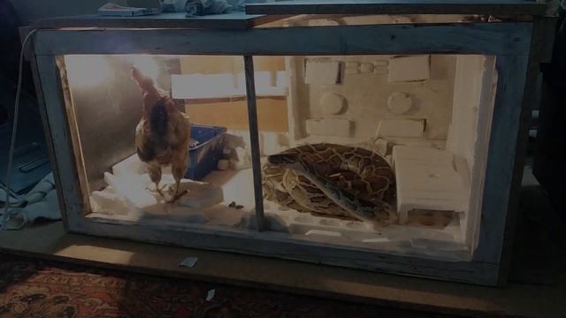 ПИТОН СОЖРАЛ курицу PYTHON devour chicken смотреть онлайн