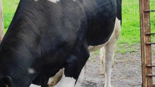 РАЦИОН КОРМЛЕНИЯ БЫКОВ ДЛЯ БЫСТРОГО РОСТА. ОТКОРМ БЫКОВ смотреть онлайн