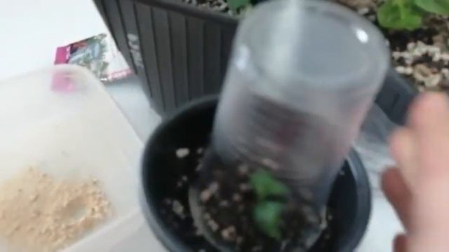 Укоренение гортензии. смотреть онлайн