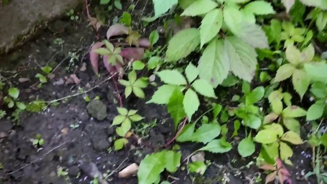 Мой сад/ Девичий виноград / Выращиваем в Сибири / Просто и красиво. смотреть онлайн