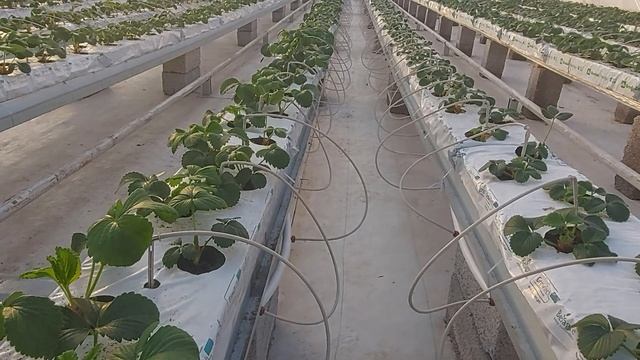 Корейская клубника. Органоминеральные маты, эксперименты продолжается.