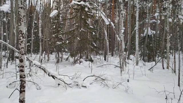 В поисках дикого северного оленя, и подготовка путика 2020 г. смотреть онлайн