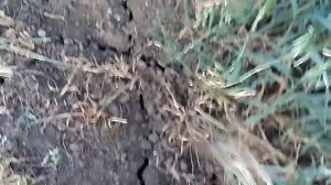 Овёс на сено / засуха