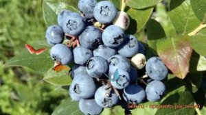 Голубика высокорослая Блюджей (bluejay) ? обзор: как сажать, саженцы голубики Блюджей