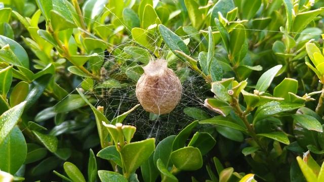 Wasp spider cocoon (Argiope bruennichi) смотреть онлайн
