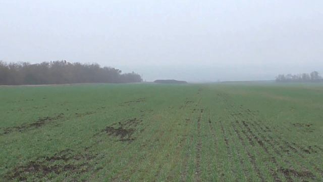 Озимая пшеница по льну,прямой посев и после дискования.