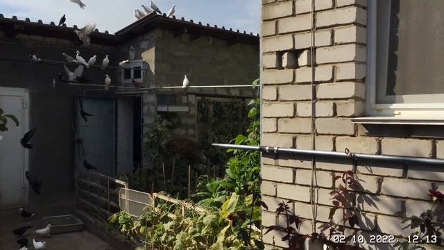 #Pigeons.Голубятник из Узбекистана в гостях. смотреть онлайн