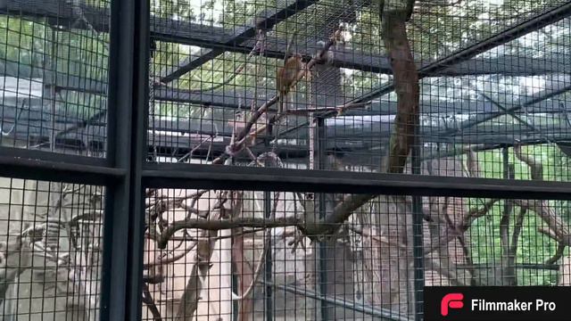 ЗООПАРК НА ЗООЛОГИШЕ ГАРТЕН В БЕРЛИНЕ/ПЕРВАЯ ЧАСТЬ/ОБЕЗЬЯНЫ/ЗЕБРЫ/ПИНГВИНЫ/ТЮЛЕНИ/НОСОРОГИ смотреть онлайн