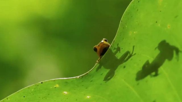 Poison Dart Frogs: How This Frog Changed One Person's Life Forever смотреть онлайн