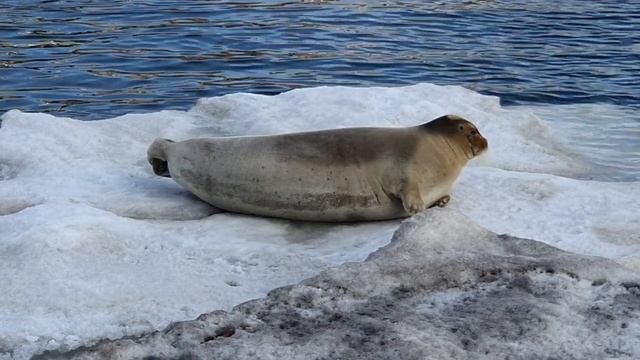 Морской заяц, или лахтак (Шпицберген, Пирамида) смотреть онлайн