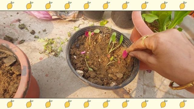 Winter Flower Plant Sapling 🌱😍🍂 || Terrace Garden 🏡☘️🌳 #nature #garden #green #plants #greenery смотреть онлайн