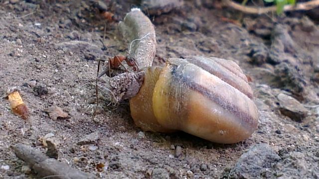 Как муравьи отобрали еду у улитки.