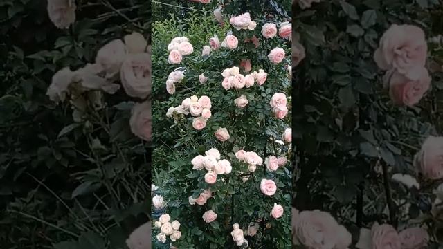 Роза Пьер де Ронсар смотреть онлайн