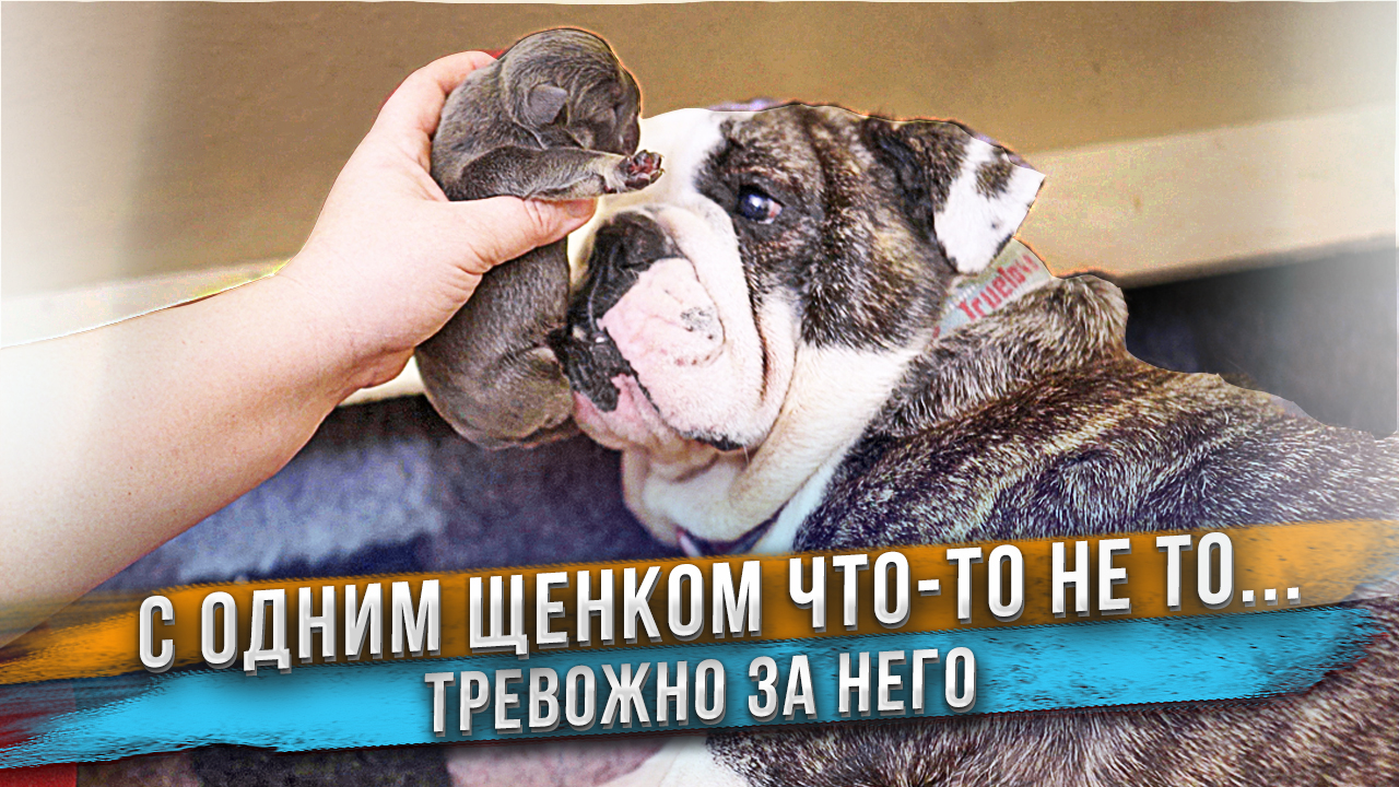 Щенок почти не ест. Неужели с ним что-то не так? смотреть онлайн