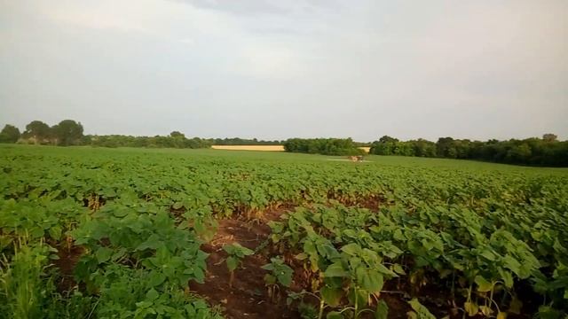 Фунгицидная обработка подсолнуха 23/06/21 смотреть онлайн