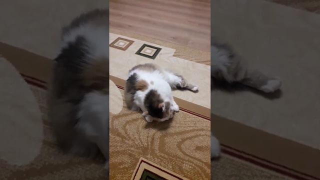 моя любимая киса💗 смотреть онлайн
