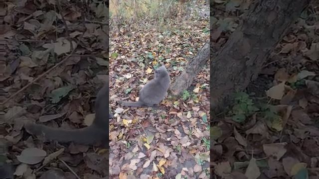 Британская кошка Дымка недовольна карканьем ворон в саду смотреть онлайн