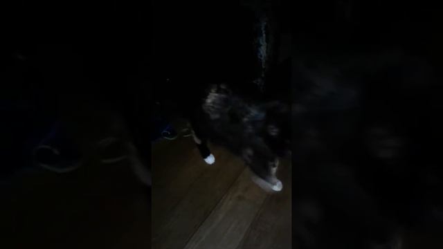 Кошка окотилась 3 штука им уже месяц смотреть онлайн