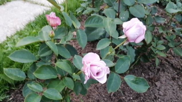 Розы. Schneewalzer, Aquarell, Perfect Moment and other. смотреть онлайн