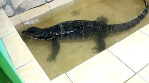 Знакомимся с водным вараном! (Varanus salvator, полосатый варан)