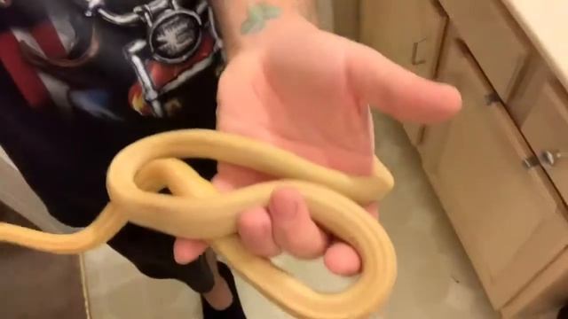 My Ball Python| My Corn Snake| I’m Back смотреть онлайн