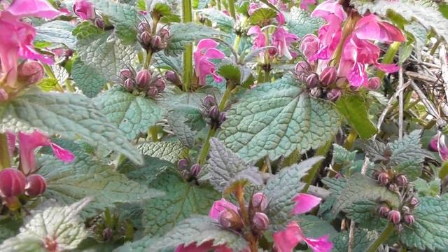 Species of plants, Lamium maculatum, one of many variants of this plant смотреть онлайн