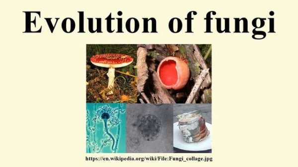 Evolution of fungi