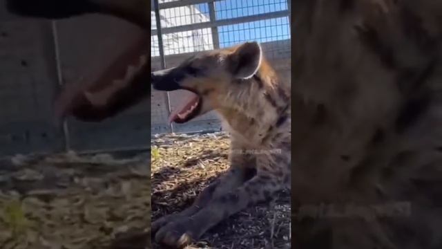 Опасное животные Африки. ? Дикие животные. #гиена #дикиеживотные #shorts смотреть онлайн