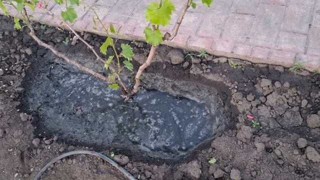 Азотная подкормка винограда. смотреть онлайн