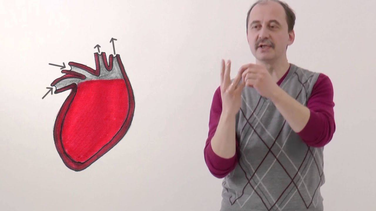 Мусорное биомоделирование. Кровь. Часть 2 - Сердце и сосуды. смотреть онлайн