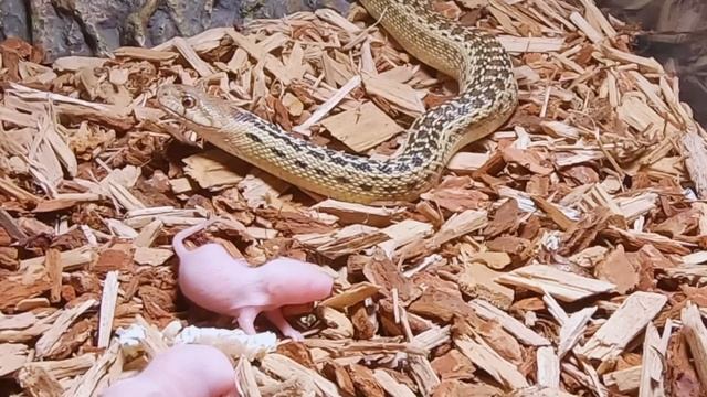 Snake Eats Five Pinkies (Mice) : *WARNING* LIVE FEED смотреть онлайн